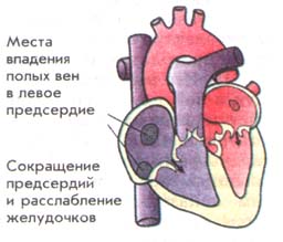 Сердечный Цикл
